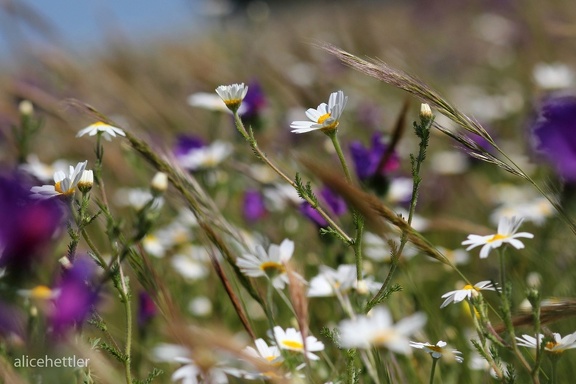 Margeriten-Wiese  I